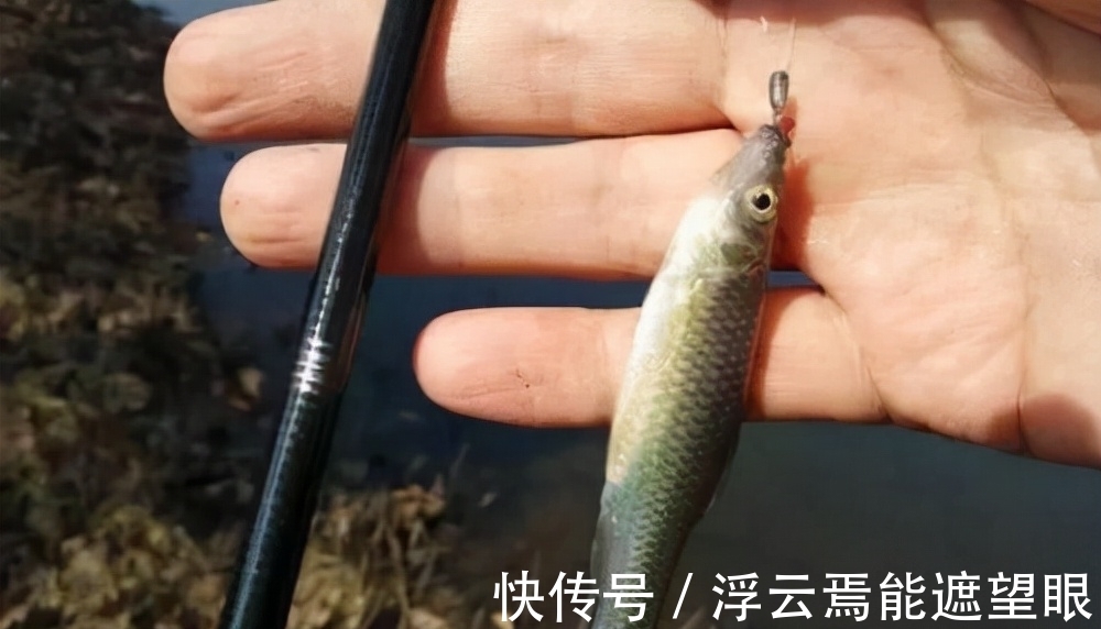 野钓钓鱼,如何避开小鱼闹窝?这几个技巧,有效减少小鱼闹窝