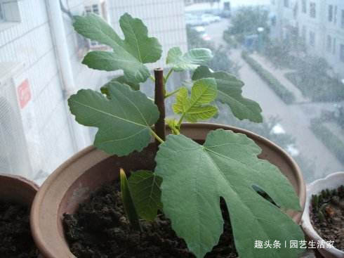 无花果|1种水果不用买,剪个枝条插土里就活,1年结果,常吃远离癌细胞