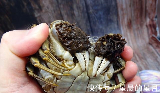 蒸螃蟹|蒸螃蟹,冷水上锅还是开水上锅,十人九个错,难怪蟹黄外流腥味重!
