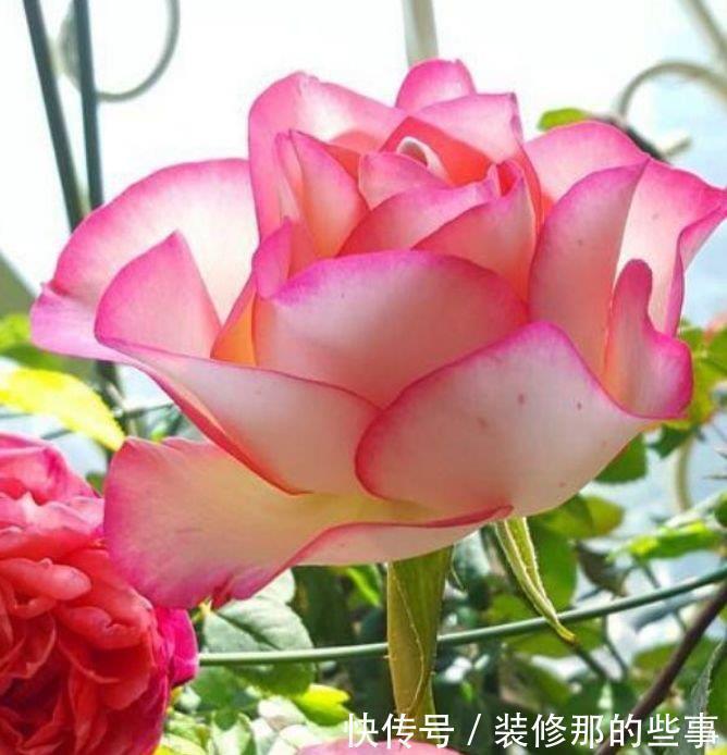 四季海棠|4种花很漂亮，好养易活能爆盆，比绿萝好养，花开不断怒放全年