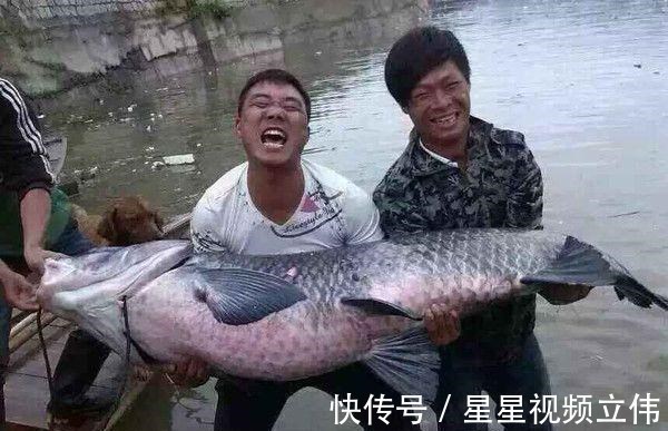 为民除害|黄浦江96斤“水老虎”被钓获,网友这个操作要“衣锦还乡”