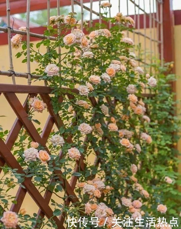 旧农舍改造成花园，一年四季花开不断，邻居看了羡慕的不得了！