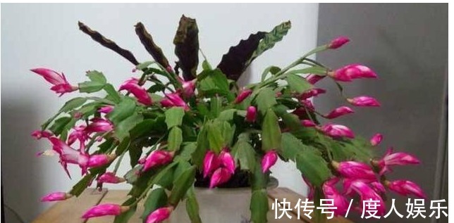 蟹爪兰不开花一周用一次“它”,花芽冒个不停,一开花就爆盆!