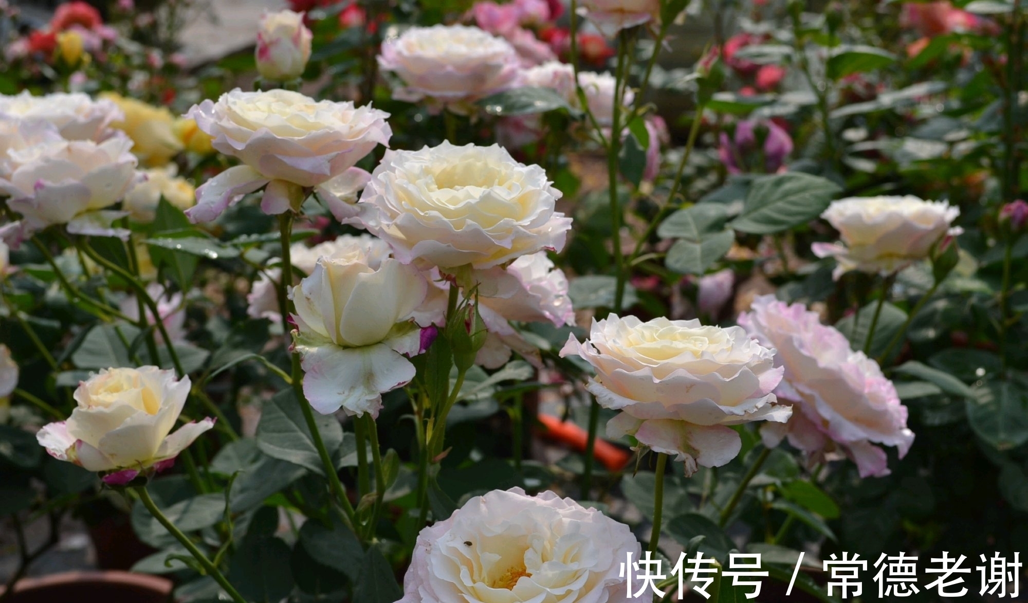 养月季用尿素太多了会怎么样?浅谈氮肥超量使用对月季的忧伤