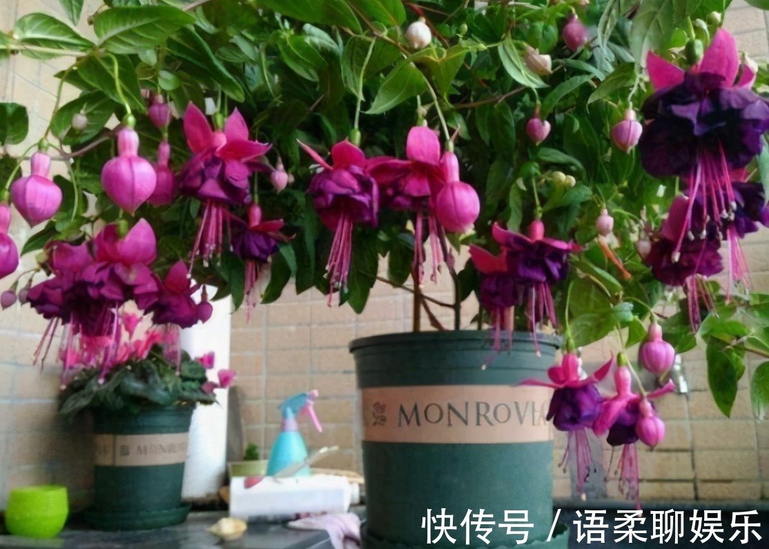 光照|总结养花“十大问题”,只要学会,你就是养花大神