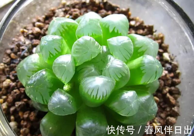 多肉|叶插多肉植物玉露,注意3个技巧才不容易出问题