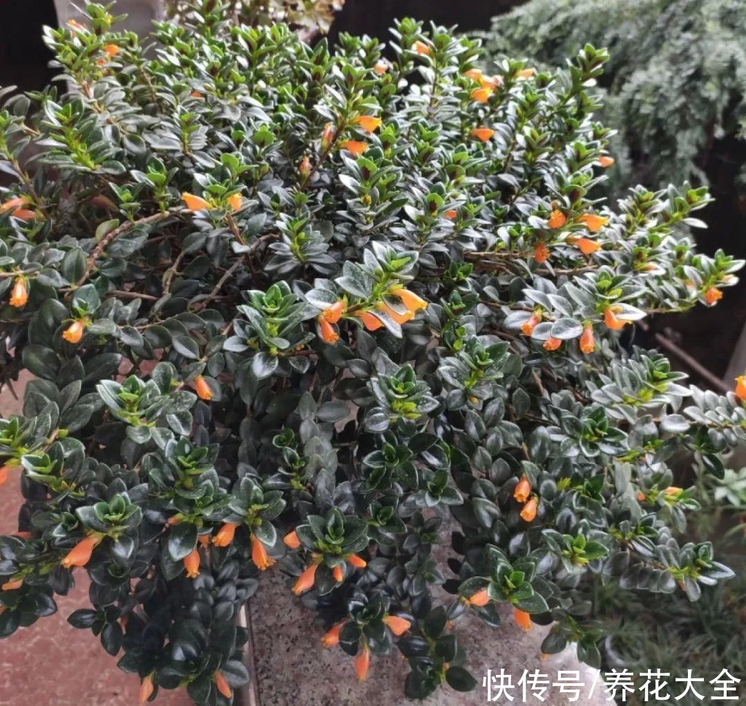 抗病、不招虫的天竺葵，屋里养一盆，开花一茬接一茬