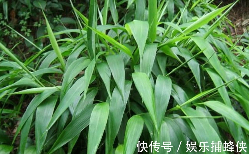 野生|农村这种野生的植物,拿来煲汤喝起来美味,营养价值也高!