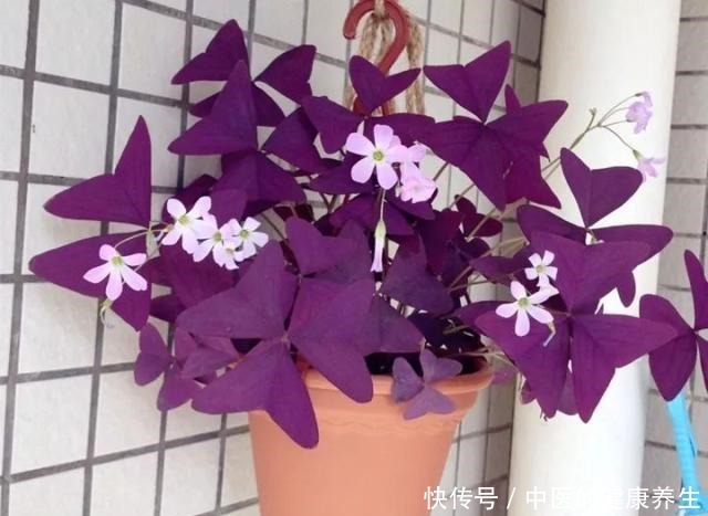 别养绿萝了,这20种耐阴植物,养在家里更合适!