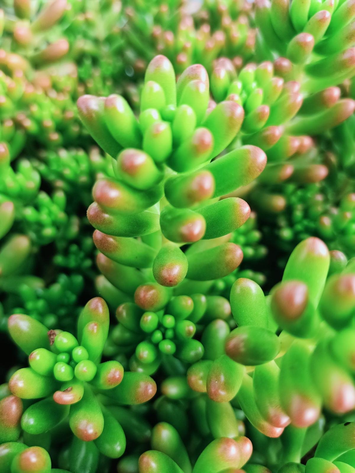 叶片|多肉到了秋天,不注意4个“必须”,今年难出好状态