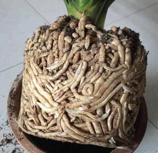 父亲|家里来人不小心打翻了父亲养了十几年的君子兰,家里人顿时傻眼了