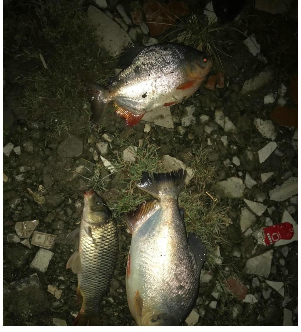 食人鱼？南京钓友夜钓收获两条“红腹怪鱼”，钓友：差点被咬出血