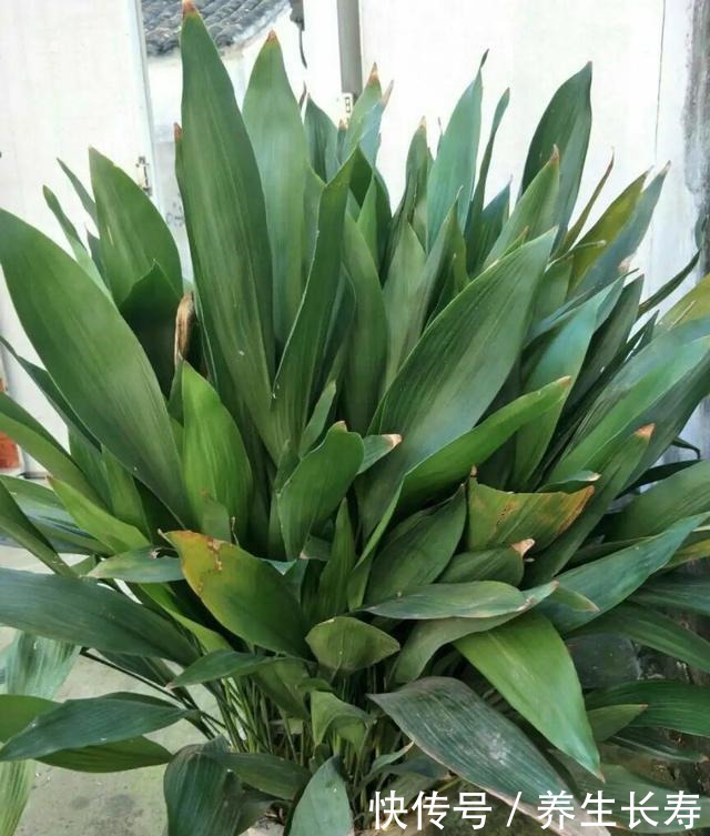 有些花名字太奇葩,叫出口太尴尬,开花却很美!