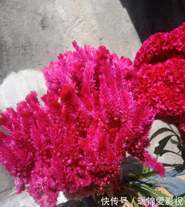 农村人都爱种的5种花，没啥名气，开花却漂亮极了!