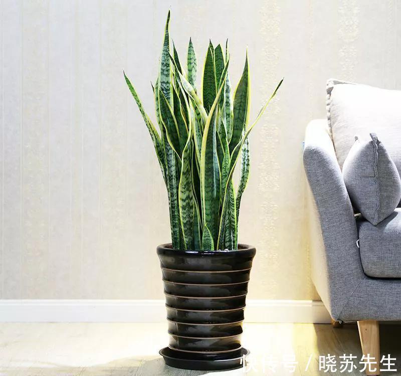 她家的新房成了网红地,不是装修多高档,而是室内盆栽太漂亮