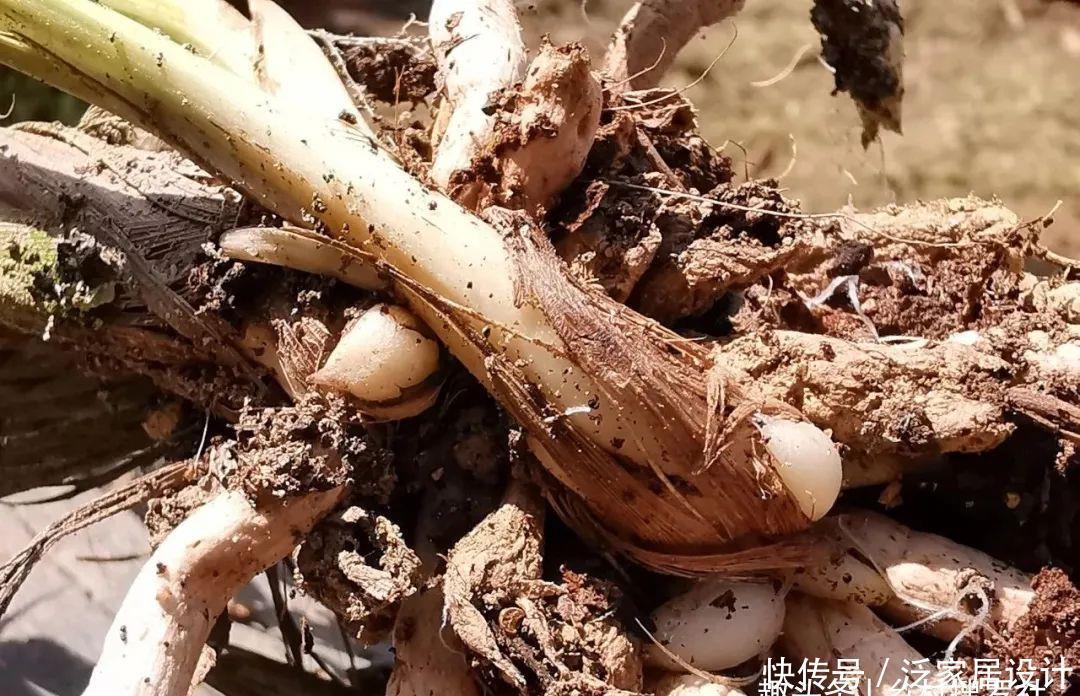 兰花快速生根有诀窍吗?兰友:照这4步操作,30天内就长新根