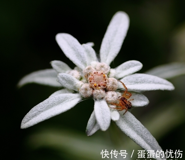 薄雪草|此花极其稀有罕见，难以见其美丽容颜，代表着为爱牺牲一切的心