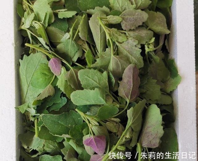 灰灰菜|它是菜又是药,路边“补钙库”,钙是鸡肉的7倍,补钙质,长个头