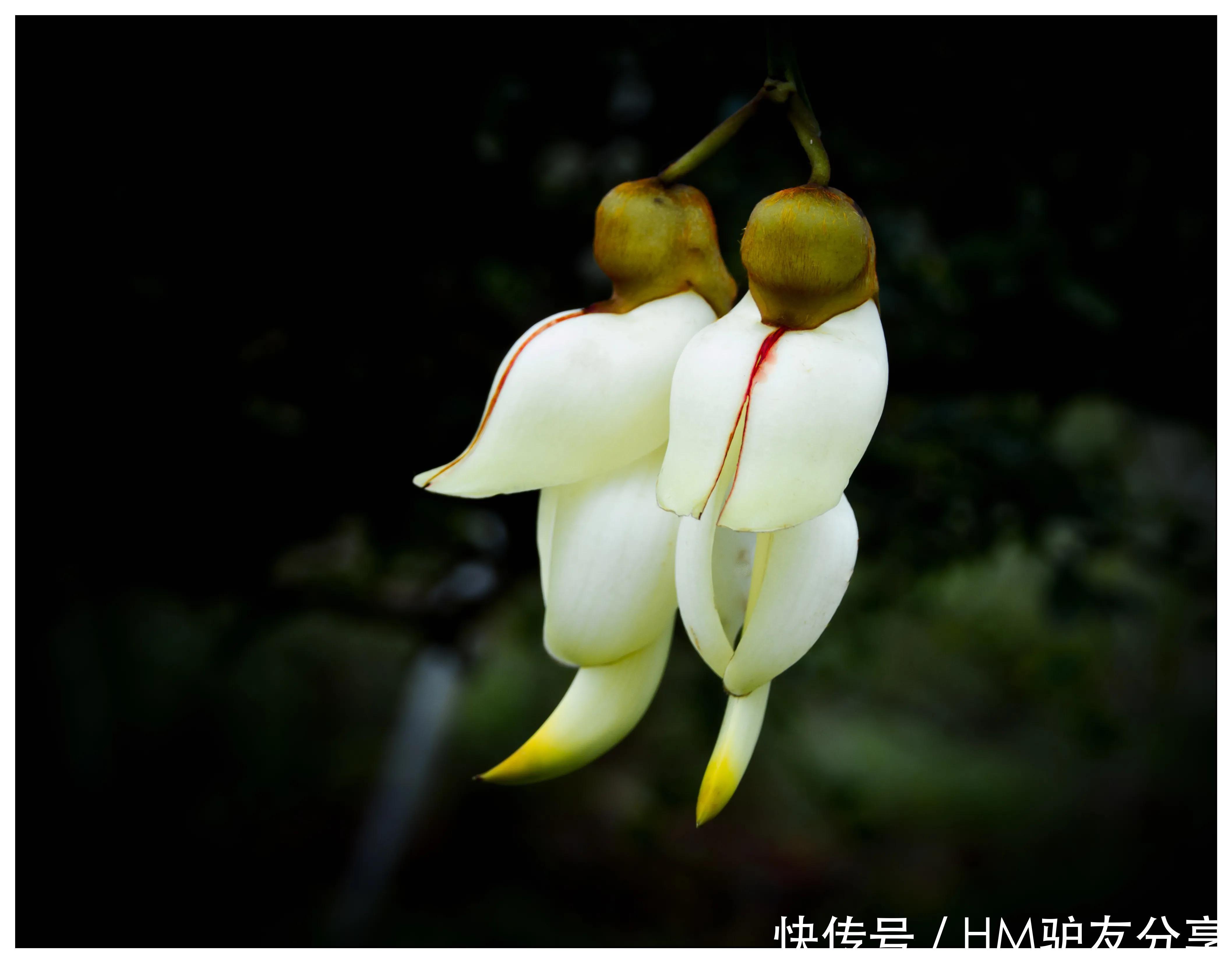 是花不像花 像鸟不是鸟 手表品牌 是花不像花 像鸟不是鸟 手表品牌