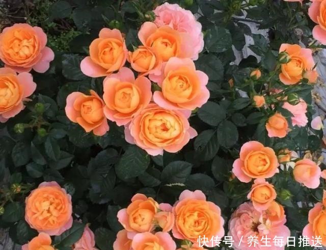 教你自制“氮磷钾肥”,月季开花少,给它用一用,猛开花!