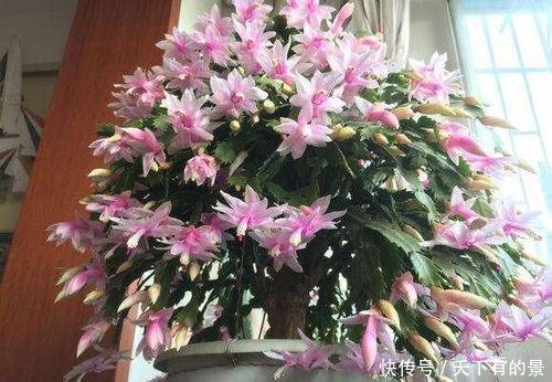 层叠|冬天养蟹爪兰,掌握5个要点,越养越精神,开出层叠群花!