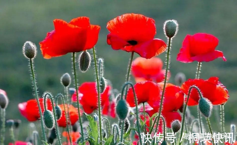 台长|“舞草”虞美人,当微风拂过阳台,它如同飞舞的彩蝶栩栩如生!