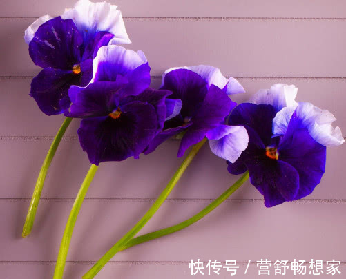 紫罗兰如何盆栽教你3个小妙招,紫罗兰枝叶青翠花朵鲜艳又繁锦