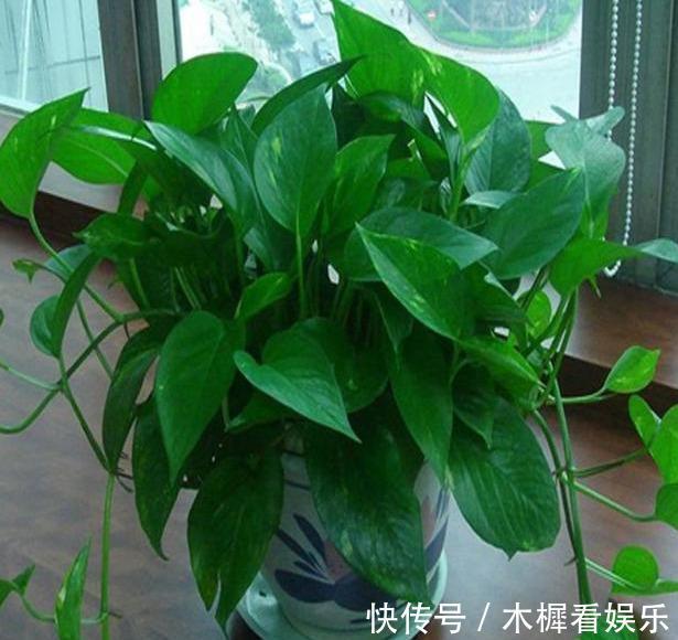 浇花|用啤酒浇花快停下,做错这一步,浇一盆死一盆!