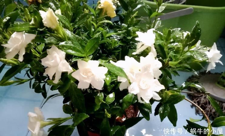 养殖|夏天,这4个地方不合适养花,该早点转移!