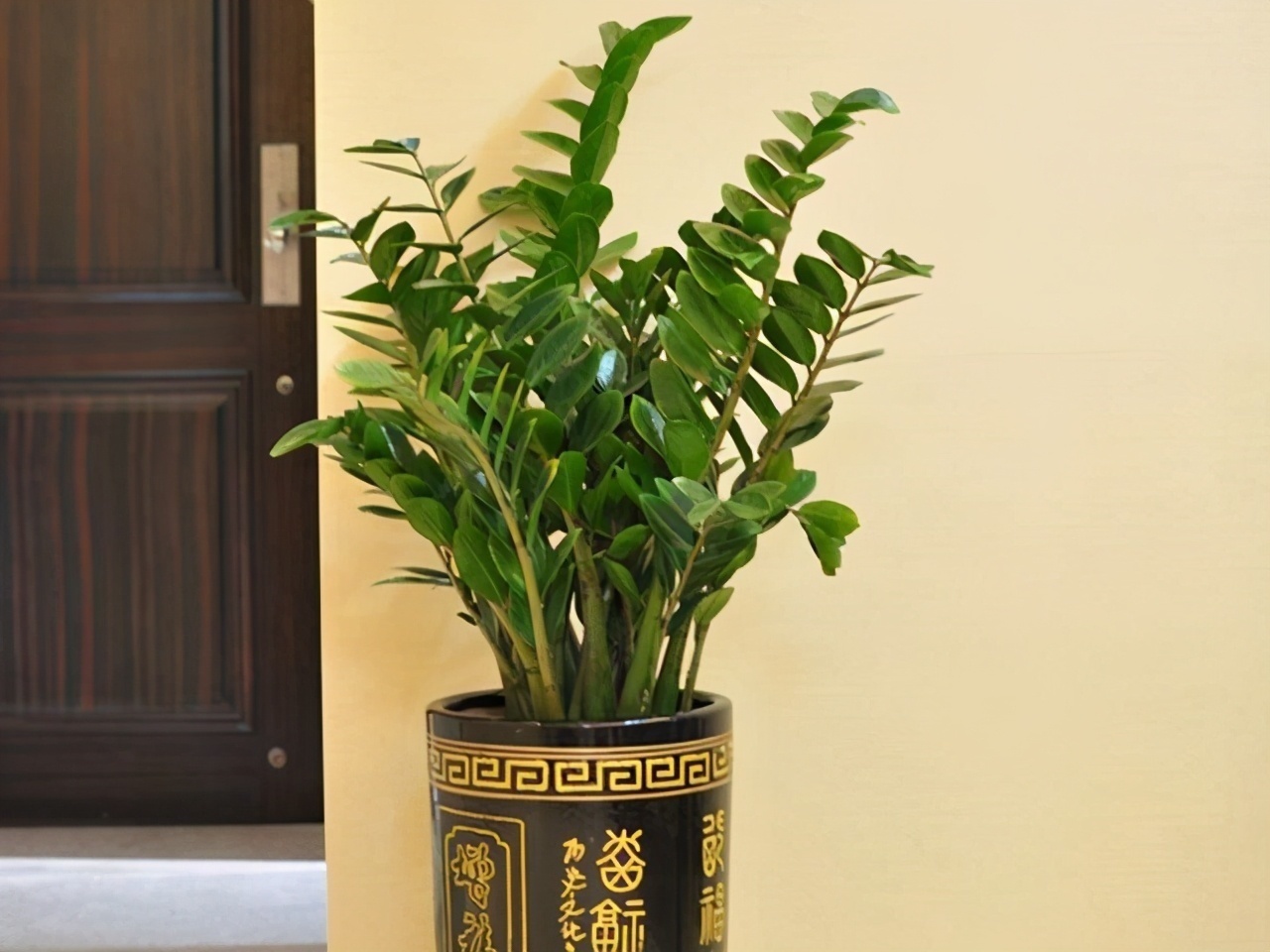 客厅养花别乱养，选5种花，好养好看，高端大气上档次