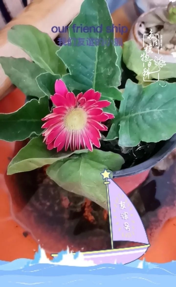 回顾令人难忘的2020年!2021,我定不负美肉不负众望!