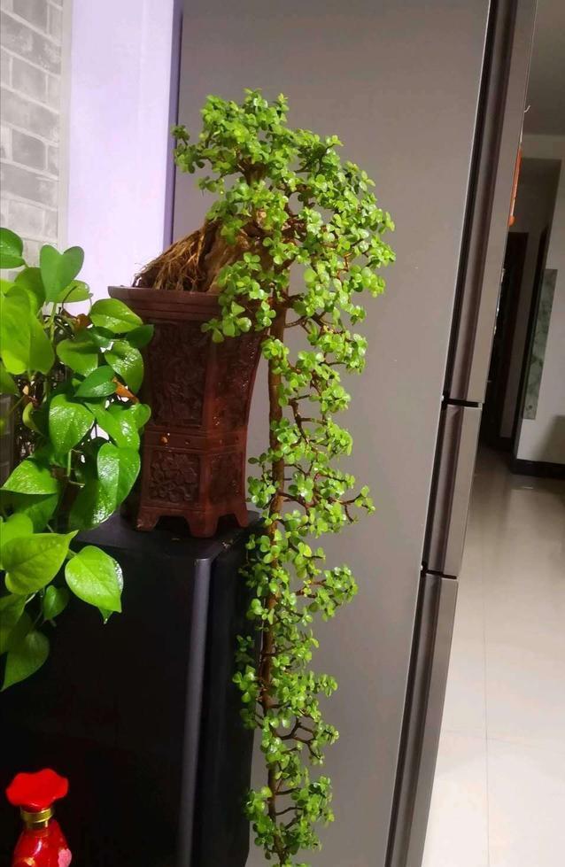 10大吉祥花，客厅有空地一定要养一盆，高档又好养，旺财又旺家