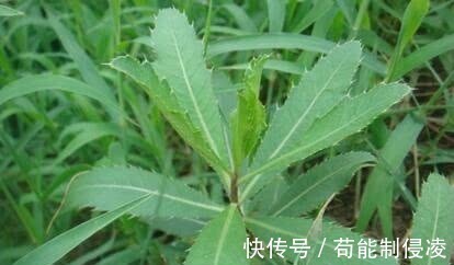 补钙|古代皇帝吃过，非常珍贵，还能补钙的农村野菜，有高营养还能药用！