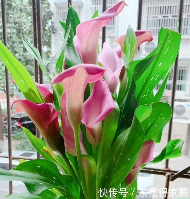 4种花养家里,比香水还好闻,满屋飘香,花开一茬接一茬!