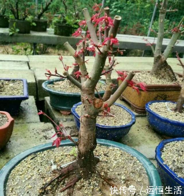 养护的红枫盆景桩头太高了怎么矮化红枫盆景控制高度的方法