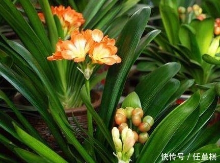 施肥|牛人给君子兰这样施肥，半个月一次，长势很猛花开爆盆，涨知识了