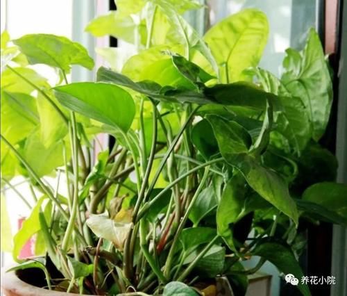 养花有3个“坏习惯”，花儿总是长不旺开花少