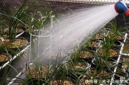 养花做好5步,新手变高手,养花不愁!