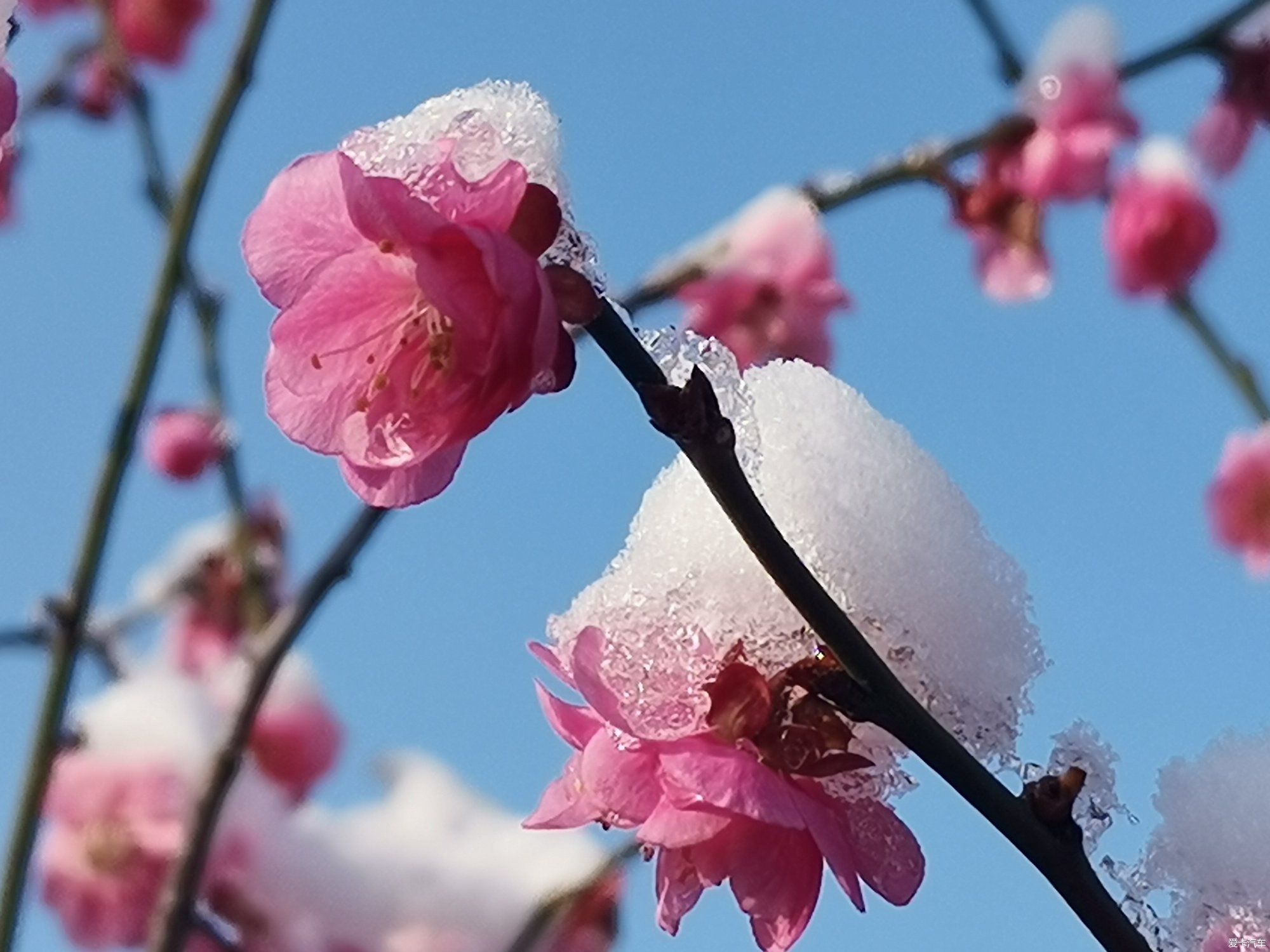 老年|【爱卡踏青季】踏雪寻梅