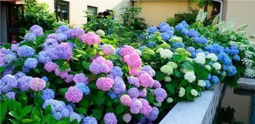 养花就养这几盆，天天变颜色，从早到晚变不停，眼花缭乱看不够