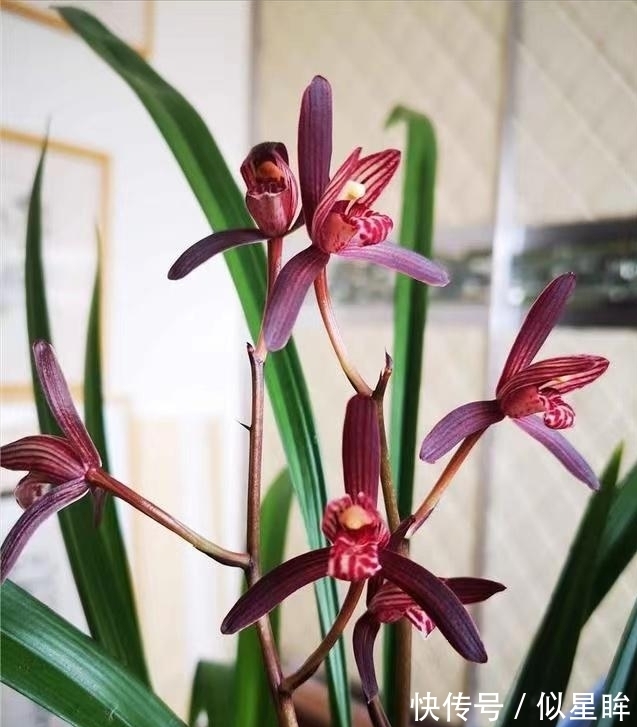 这款顶级兰花，花色艳丽，兰香顶级，珍贵又稀少，有钱也买不到