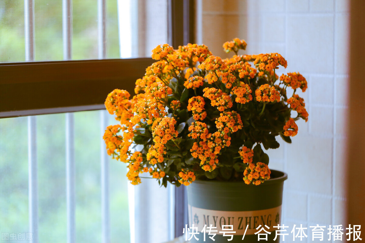 5种漂亮的花，适合养在家里，好养又吉祥，光照少一些也能长得好