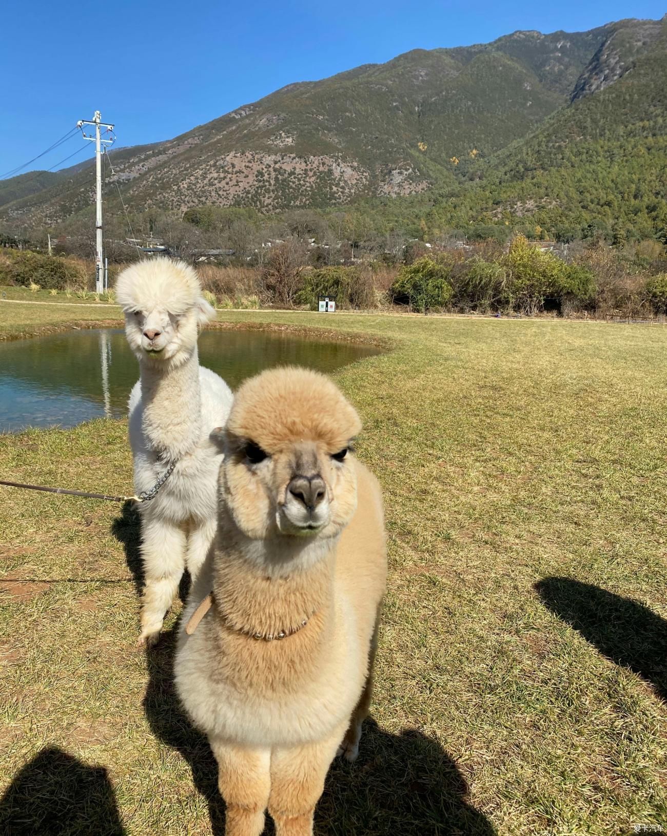 老年|玉龙雪山下邂逅霍比特人童话小屋