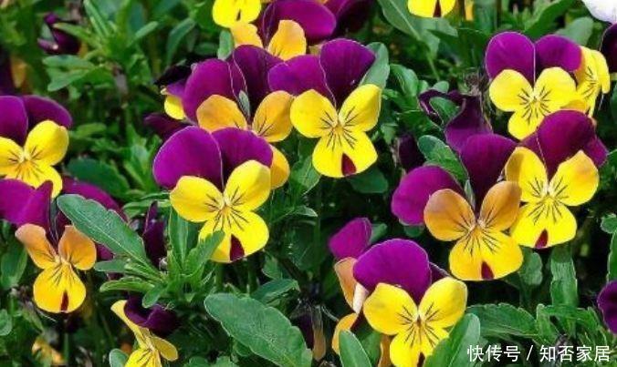 4种花真的美不胜收,懒人新手都能养好,一养就上瘾