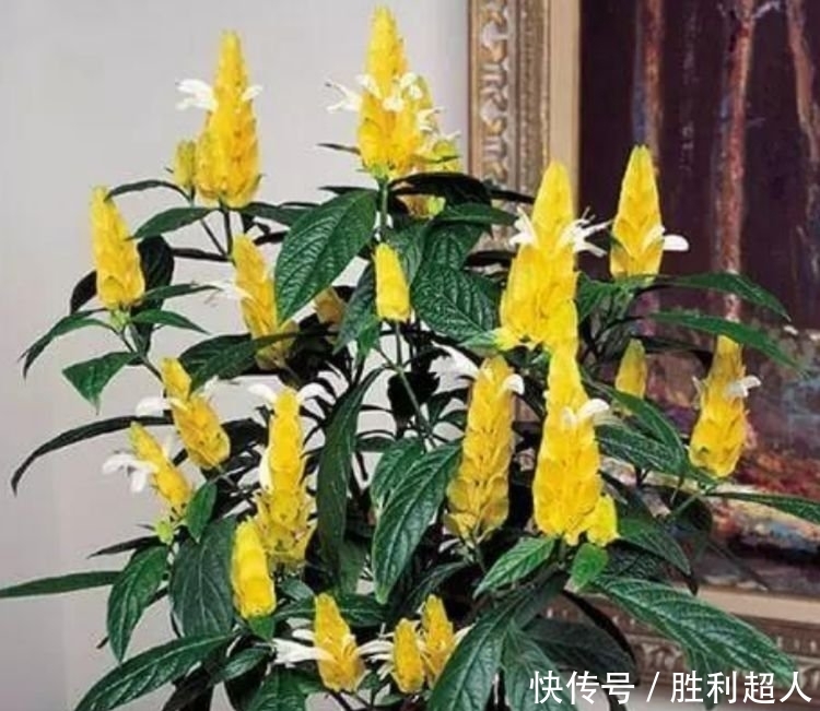 这款花卉养在家里，金黄灿灿，寓意吉祥富贵,是漂亮又好养的花