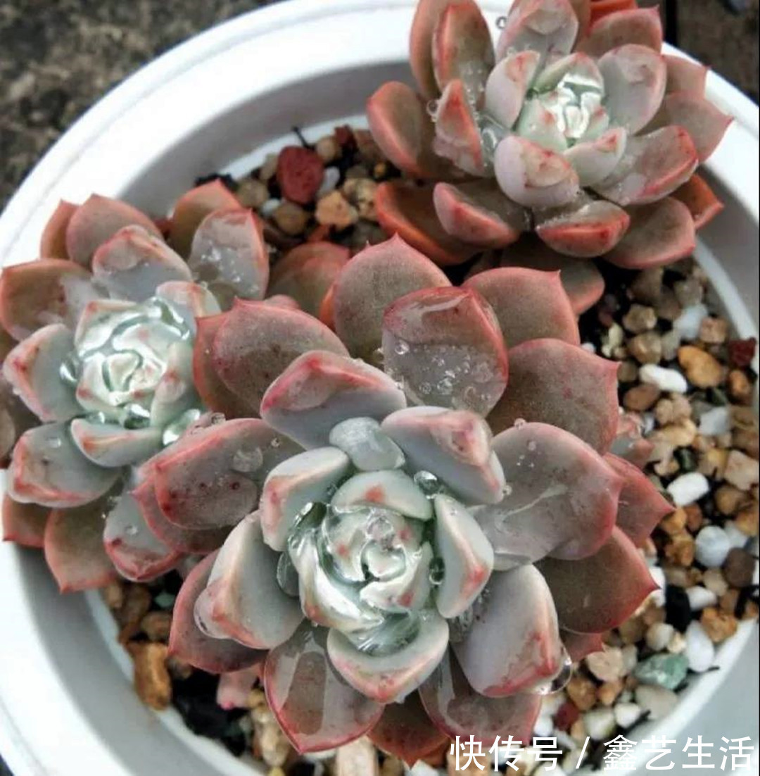 土壤|夏天多肉不能乱浇水，收好这几种正确的浇水方式