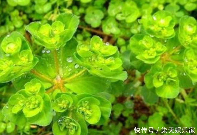 猫眼|乡下的野草,不仅凉血和止血,还治咳嗽,药用价值高,遇见请珍惜