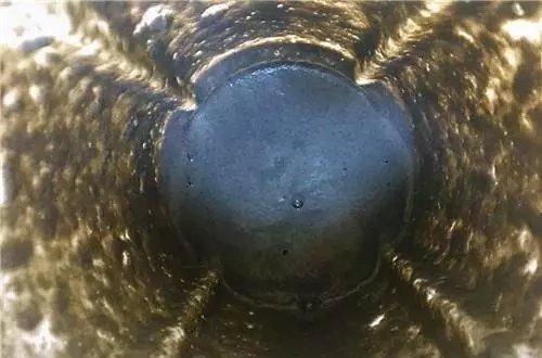 胜过|头发一抓掉一把,常吃它头发乌黑茂密,胜过生发剂,护发素都免了