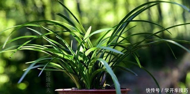 兰花浇水有多难不要再被兰谚所困,知道这两条就行了!