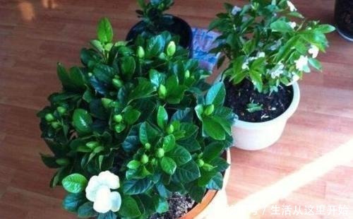 春天给栀子花“剃个头”,树冠很快成大球,花苞压弯枝头!